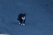 Morten 15 juli 2021 - En katt på Høyenhall, kanskje det er derfor alle duene sitter på ledningen