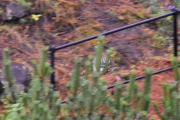 Morten 10 juli 2021 - Mystisk fugl på Høyenhall, jeg tok minst 20 bilder av den fuglen her, men det var bare to som traff