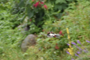 Morten 10 juli 2021 - Mystisk fugl på Høyenhall, ser vi på en Flaggspett eller hva?