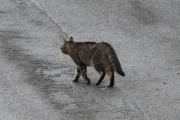 Morten 11 september 2021 - En katt på Høyenhall, vi følger med de firbente dyrene også