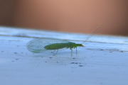 Morten 12 juni 2021 - Insektet på Høyenhall, her har vi grunnlaget til et helikopter, Det latinske navnet er Tevgulløye Cunctochrysa albolineata