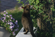 Morten 13 juli 2021 - En katt på Høyenhall, først så er den i det mye hjørnet og lukter på blomster