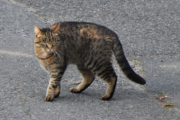 Morten 13 juli 2021 - En katt på Høyenhall, så hopper den ned på veien og blir tøff som bare det