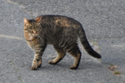 Morten 13 juli 2021 - En katt på Høyenhall