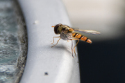 Morten 14 juli 2021 - Blomsterflue på bordet, de etterligner bier og vepser slik at de er bedre beskyttet mot fugler