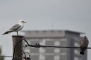 Morten 14 juli 2021 - Gråmåke og Ringdue på Høyenhall, litt morsomt å se størrelsesforholdet mellom disse to