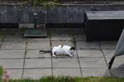 Morten 14 mai 2021 - En katt på Høyenhall