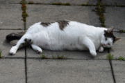 Morten 14 mai 2021 - En katt på Høyenhall