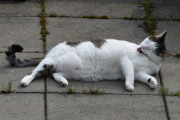 Morten 14 mai 2021 - En katt på Høyenhall