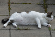 Morten 14 mai 2021 - En katt på Høyenhall
