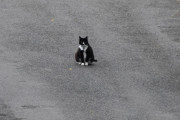 Morten 15 august 2021 - En katt på Høyenhall, jeg ser deg jeg :-)