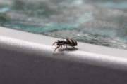 Morten 15 juli 2021 - En edderkopp på Høyenhall, fast gjest på bordet vårt, år etter år