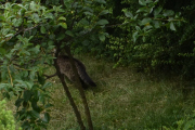 Morten 15 juli 2021 - En katt på Høyenhall