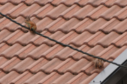 Morten 15 mai 2021 - Begge Ekorna på taket på Høyenhall, da er det alltid slik at kona går først