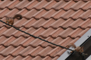 Morten 15 mai 2021 - Begge Ekorna på taket på Høyenhall, mannen venter i det lengste