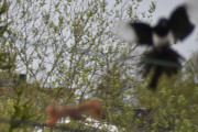 Morten 15 mai 2021 - Ekornet og Skjæra, jeg har sett det mange ganger før og beklager uskarpt bilde
