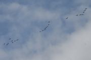 Morten 15 september 2021 - 23 store fugler over Høyenhall, jeg vet ikke hvem disse er men de flyr i grupper