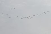 Morten 15 september 2021 - 29 store fugler over Høyenhall, dem er på vei sørover