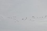 Morten 15 september 2021 - 29 store fugler over Høyenhall, men så oppdager noen av dem at de er i ferd med og passere Østensjøvannet