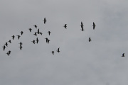 Morten 15 september 2021 - 29 store fugler over Høyenhall, de snur og flyr litt tilbake igjen