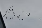 Morten 15 september 2021 - 29 store fugler over Høyenhall, nå har de flydd for langt denne veien også og må snu. Da kan jeg ikke følge dem lenger da ledninger er i veien