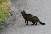 Morten 16 september 2021 - En katt på Høyenhall, hva har skjedd med ryggen, har den slåss med Grevlingen?