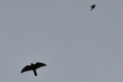 Morten 17 september 2021 - Rovfuglen over Høyenhall, den har følge av noen andre fugler som forstyrrer den
