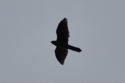 Morten 17 september 2021 - Rovfuglen over Høyenhall, men hvilken fugl er dette?