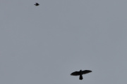Morten 17 september 2021 - Rovfuglen over Høyenhall, det er stor fart på de to andre fuglene