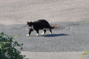 Morten 19 juli 2021 - En katt på Høyenhall, dette er veldig tidlig på morgenen