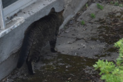 Morten 19 juli 2021 - Enda en katt på Høyenhall, det er ikke samme katten som i dag morres