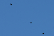 Morten 19 juli 2021 - Tre Kråker over Høyenhall, jeg liker når dem flyr i formasjon