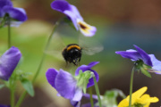 Morten 19 juni 2021 - Humla og Stemorsblomsten, Humla har rundt 200 vingeslag i sekundet så det er litt rart at vi ser dem