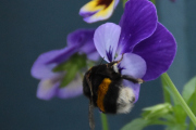 Morten 19 juni 2021 - Humla og Stemorsblomsten, men her fikk jeg vingene mens de er rolige