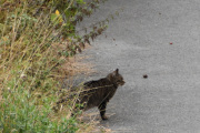 Morten 19 september 2021 - En katt på Høyenhall, spør du meg så er dette stedet spesielt