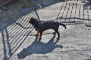 Morten 2 mai 2021 - En hund på Høyenhall, denne er spesiell og skal snart bli kjent med min nye hund