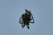 Morten 2 september 2021 - Edderkoppen og vepsen, jeg oppdager en veps som har satt seg fast i nettet til en edderkopp