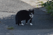 Morten 20 juli 2021 - Katten på Høyenhall, den liker ikke og bli oppdaget, men jeg ser deg :-)