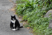 Morten 20 september 2021 - En katt på Høyenhall, nå prøver ikke du og gjemme deg