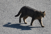 Morten 21 juli 2021 - Katten på Høyenhall igjen, jeg må bare ta bilde, de prøver å snike seg frem uten og bli oppdaget
