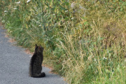 Morten 22 juli 2021 - Enda en katt på Høyenhall, samme katten som i sted, men på vei tilbake