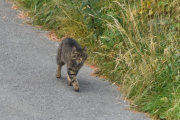 Morten 22 juli 2021 - Enda en katt på Høyenhall, den har retning mot den andre katten som forsvinner bort