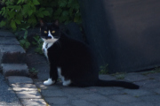Morten 22 juli 2021 - Katten om ettermiddagen, den har gitt opp og gjemme seg