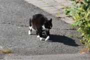Morten 22 juli 2021 - Katten om formiddagen, katten er aktiv i dag