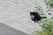 Morten 22 juli 2021 - Katten på Høyenhall tidlig på morgenen, men det kommer en katt til