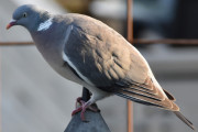 Morten 22 mai 2021 - Ringdua på bålpanna, dette ser vondt ut kompis