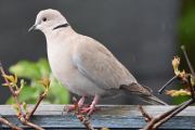 Morten 22 mai 2021 - Tyrkerdua på Høyenhall, og han her kom tilbake