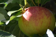 Morten 23 august 2021 - Gresshoppen på Høyenhall, den holder på med og spise et eple