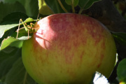 Morten 23 august 2021 - Gresshoppen på Høyenhall, da vet vi det at Gresshopper spiser epler