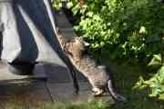 Morten 23 september 2021 - Katten på Høyenhall, dette går hardt ut over trekket til bålpanna